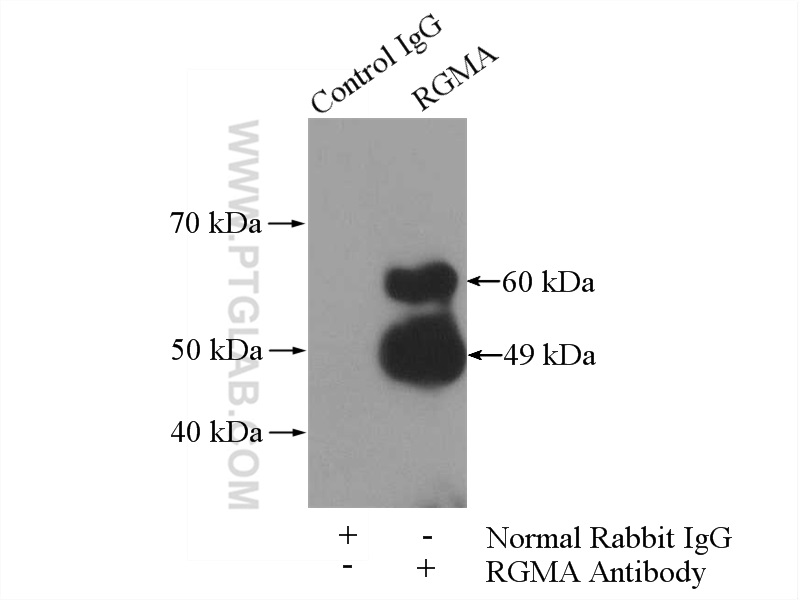 RGMA Polyclonal antibody