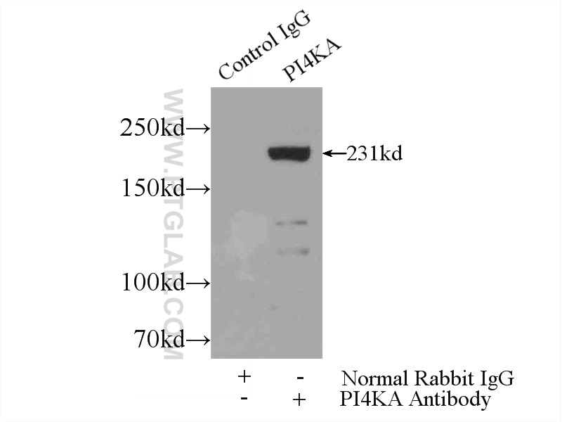 PI4KA Polyclonal antibody