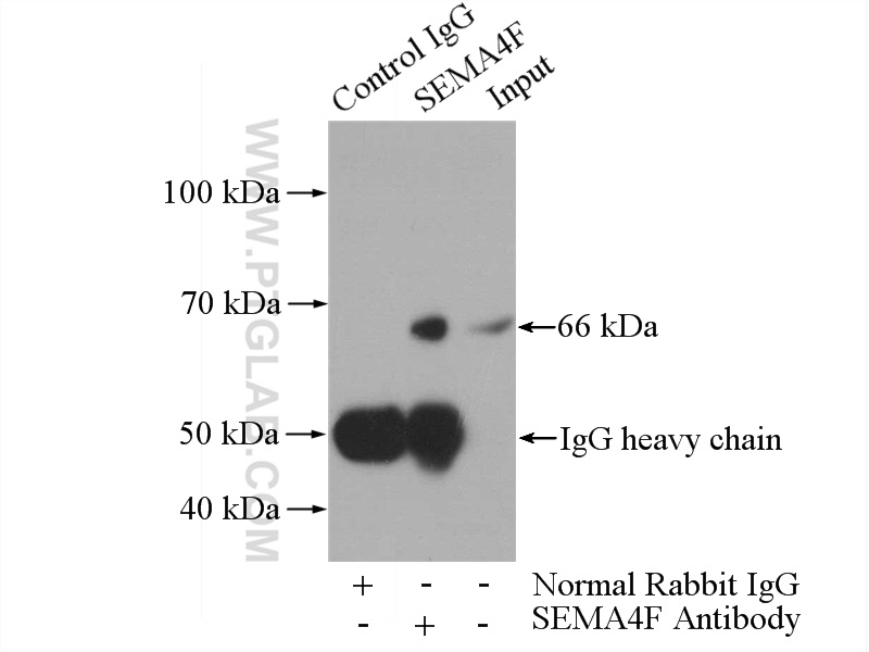 SEMA4F Polyclonal antibody