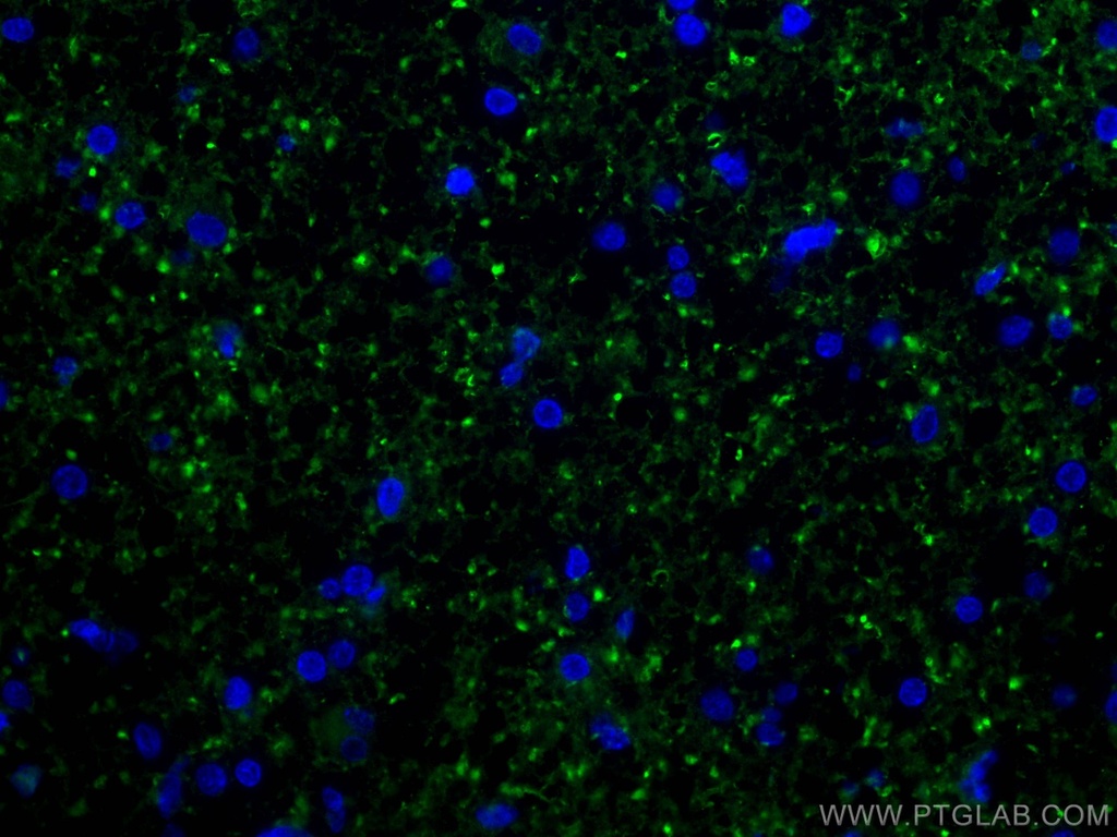 Mu Crystallin Polyclonal antibody