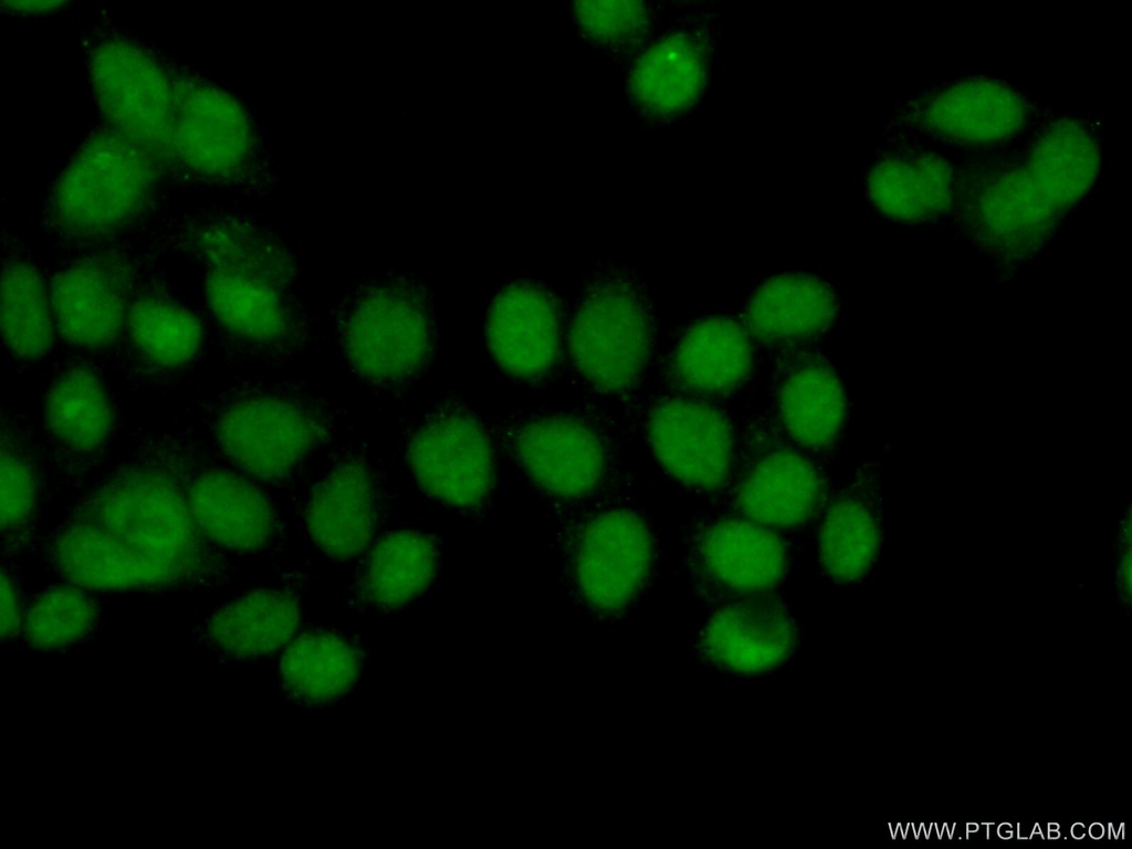 NUFIP1 Polyclonal antibody
