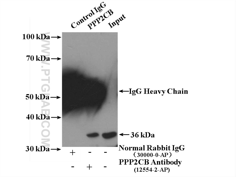 PPP2CB Polyclonal antibody