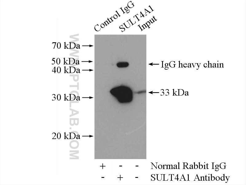 SULT4A1 Polyclonal antibody