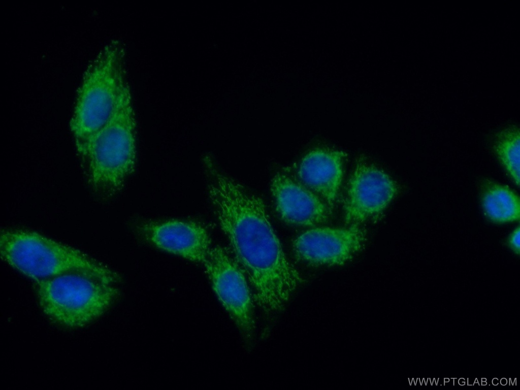 FDX1 Polyclonal antibody