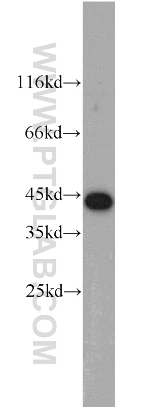 OSCP1 Polyclonal antibody