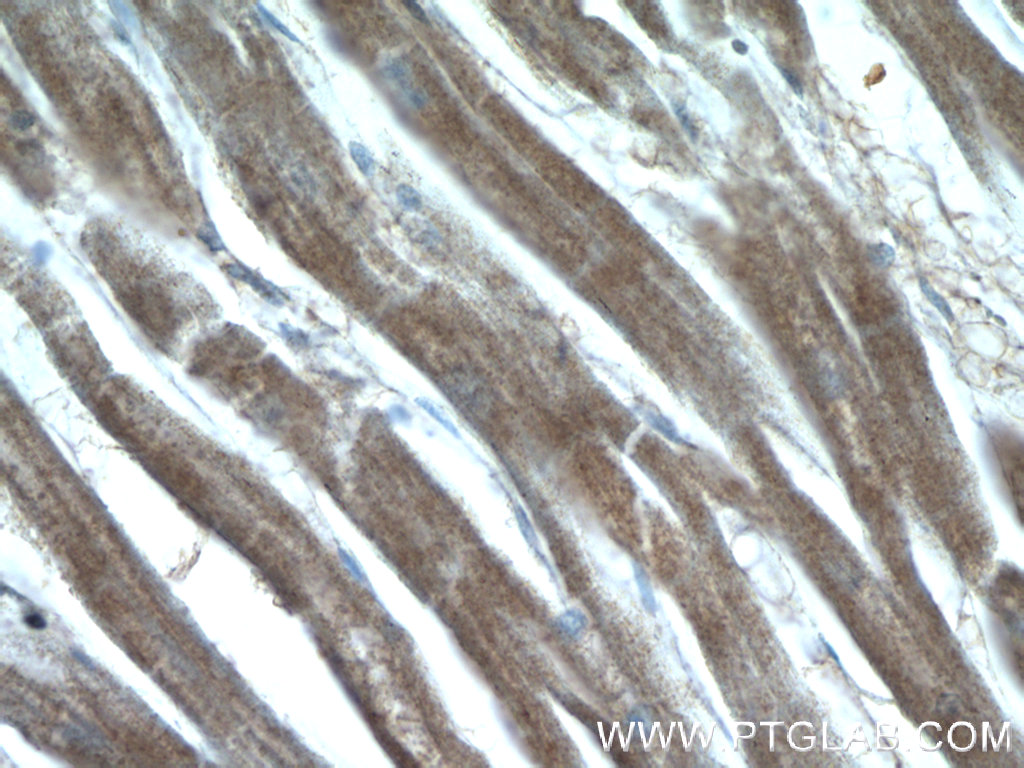 GUCY1A3 Polyclonal antibody