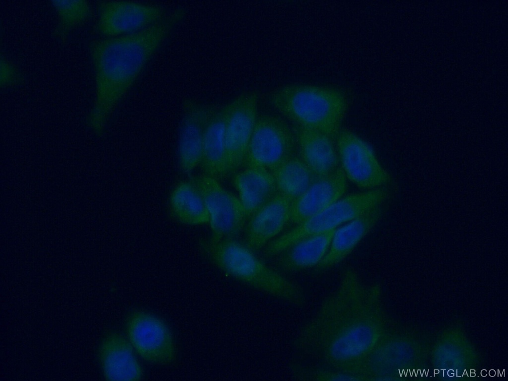 TRIM23 Polyclonal antibody