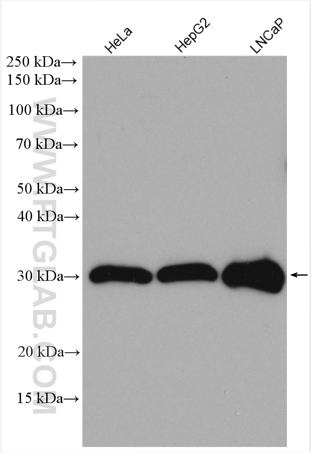 SCO1 Polyclonal antibody