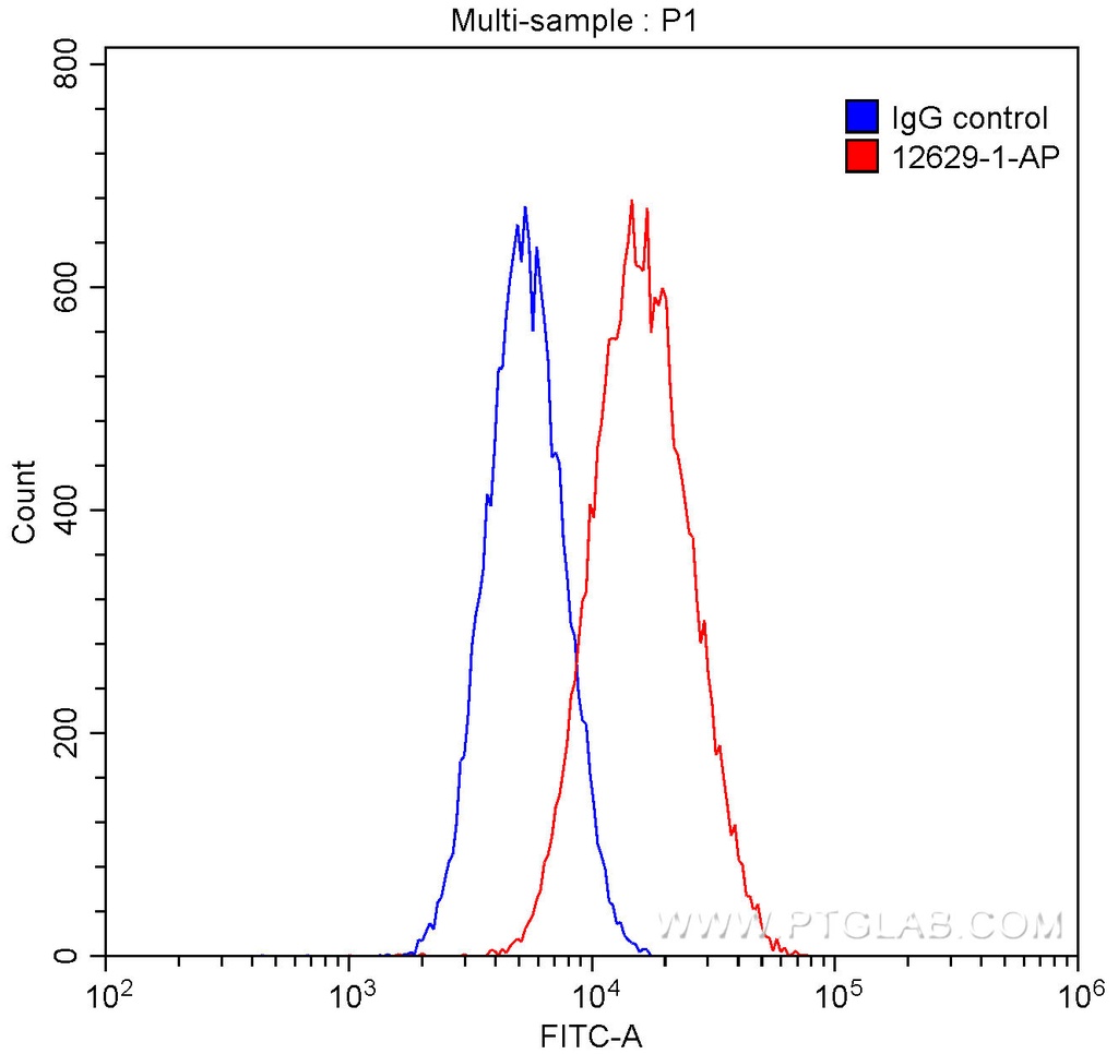 Calmegin Polyclonal antibody