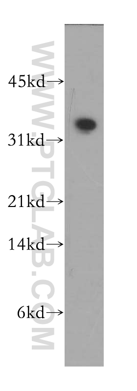 PLSCR4 Polyclonal antibody