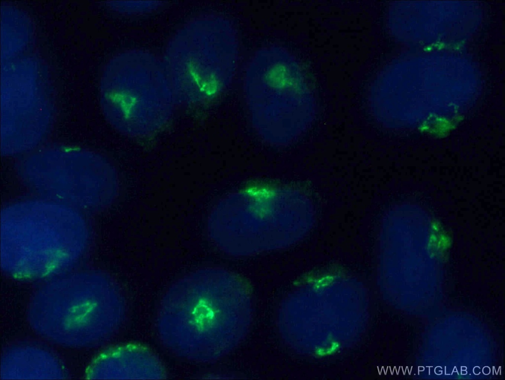 golgin 97 Polyclonal antibody