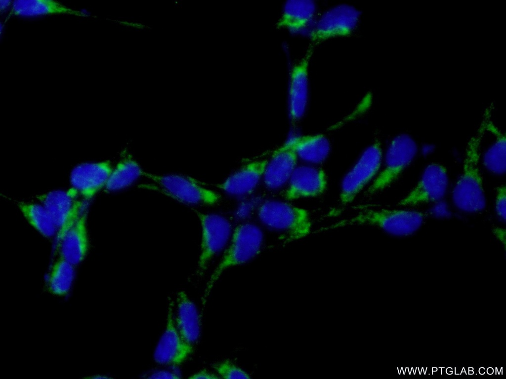 IMP5 Polyclonal antibody