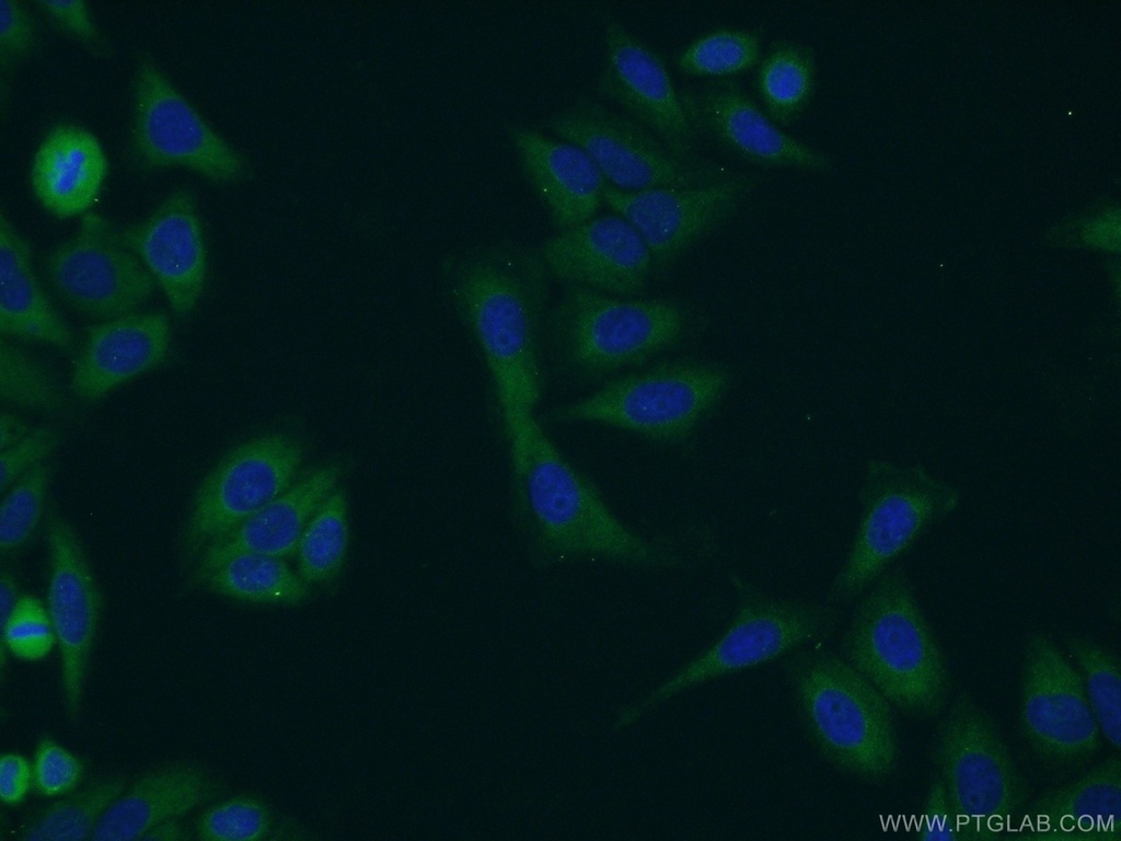 RHPN2 Polyclonal antibody