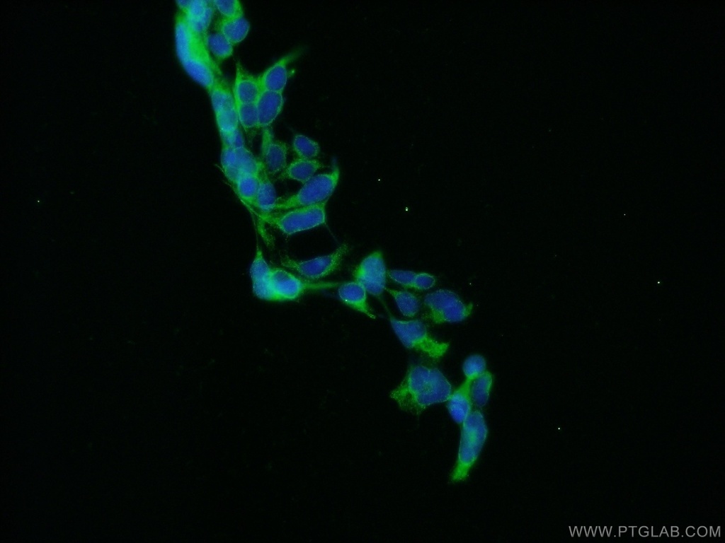 gephyrin Polyclonal antibody