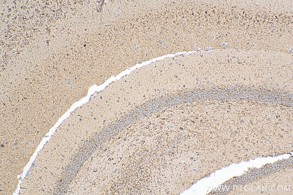 MOG Polyclonal antibody