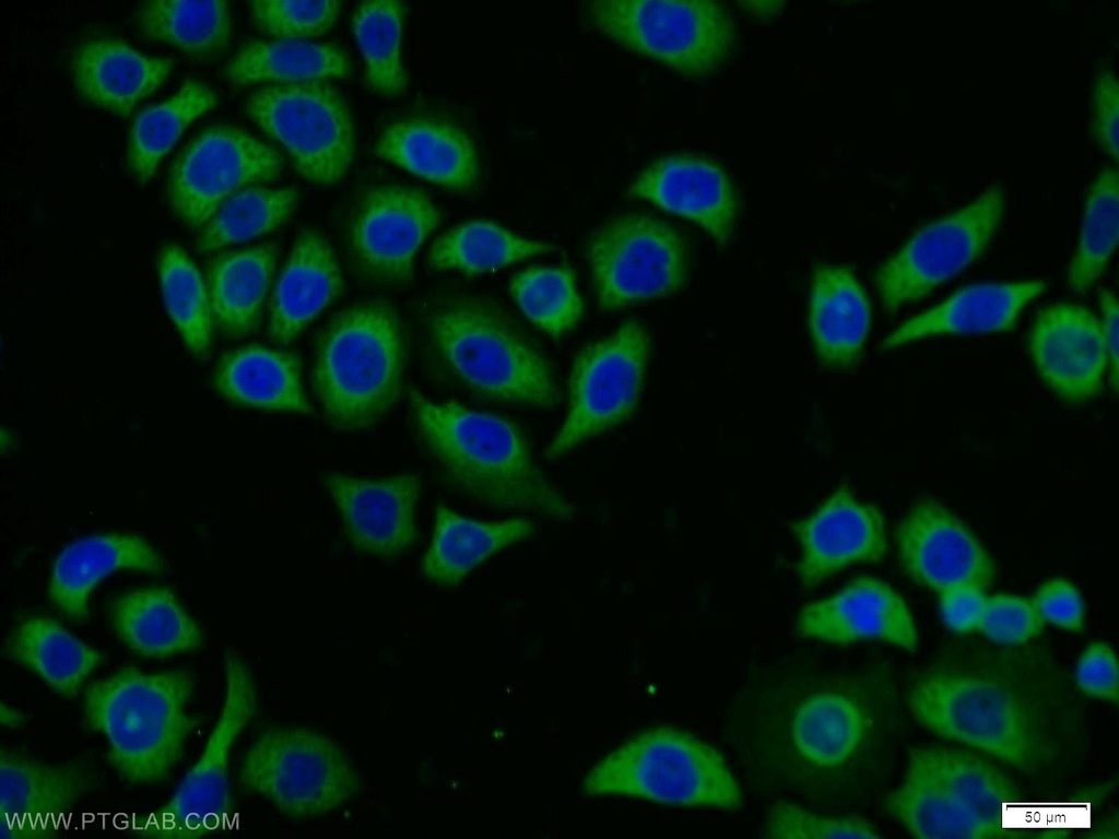 Kallikrein 11 Polyclonal antibody