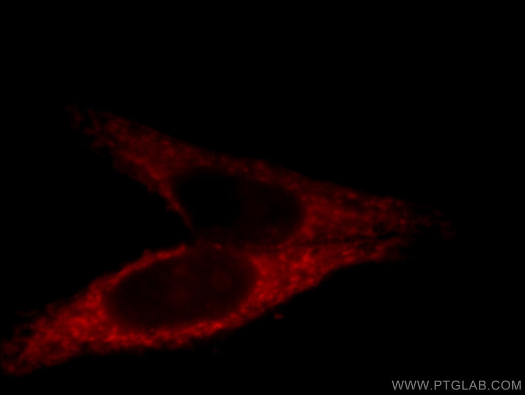 GRPEL1 Polyclonal antibody