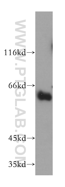 Synaptotagmin-3 Polyclonal antibody