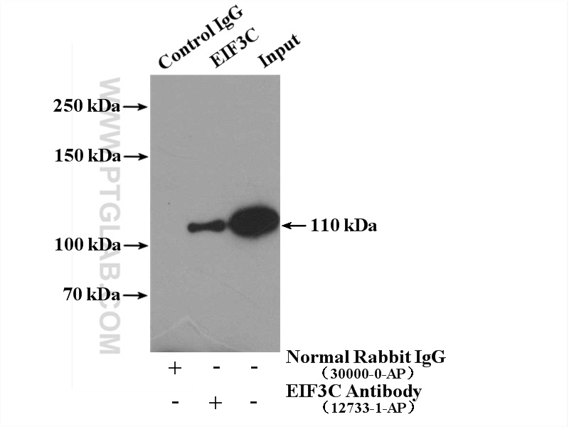 EIF3C Polyclonal antibody
