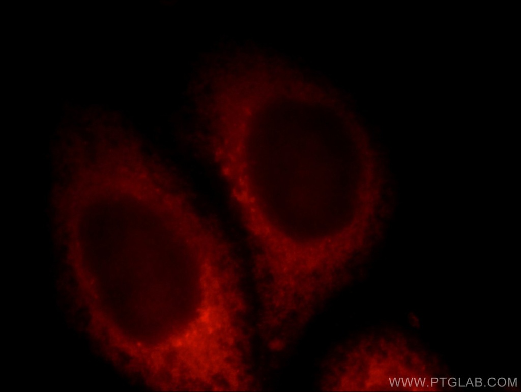 PDE12 Polyclonal antibody