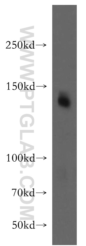 ICAM5 Polyclonal antibody