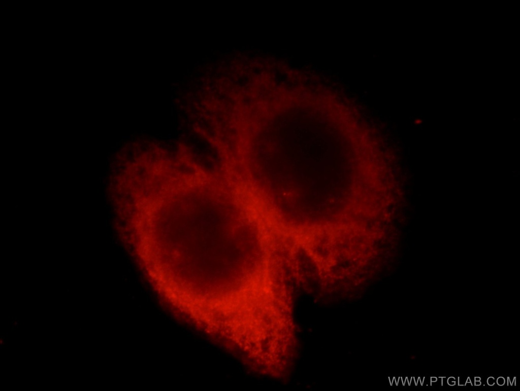 EML1 Polyclonal antibody
