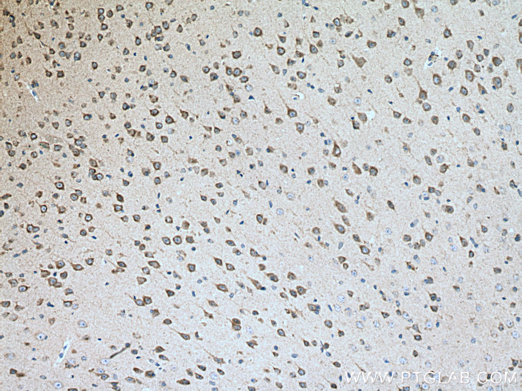 Calsyntenin-1 Polyclonal antibody