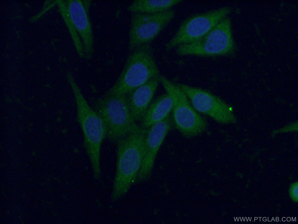 HAAO Polyclonal antibody