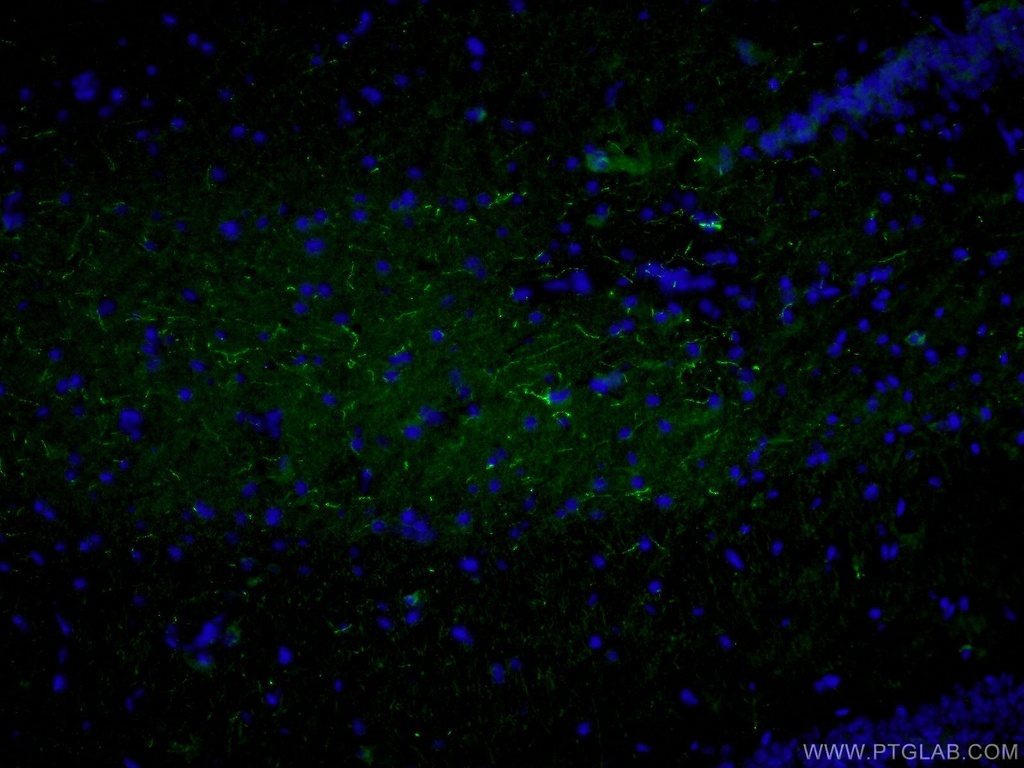 Neuropeptide Y Polyclonal antibody