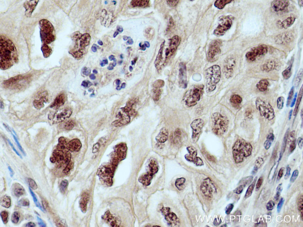 CUL1 Polyclonal antibody