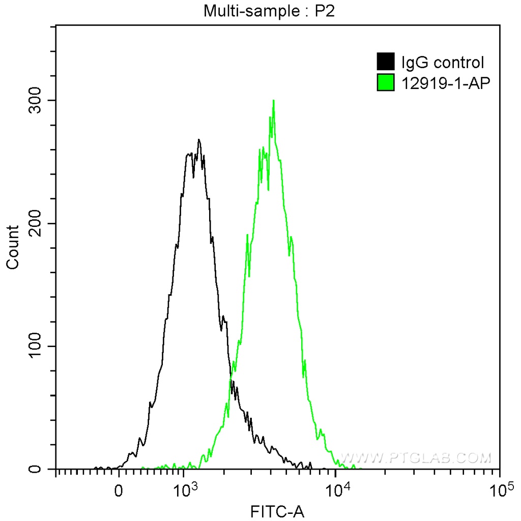 PKC Beta Polyclonal antibody