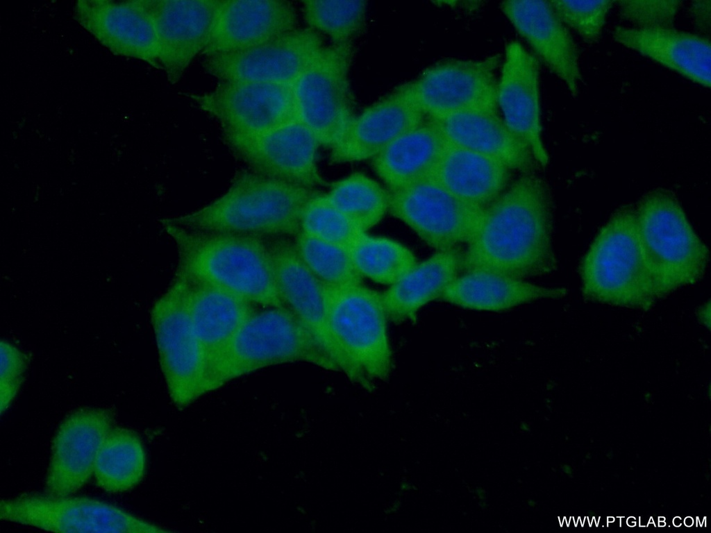 IMPDH2 Polyclonal antibody