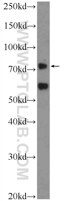 PASD1 Polyclonal antibody