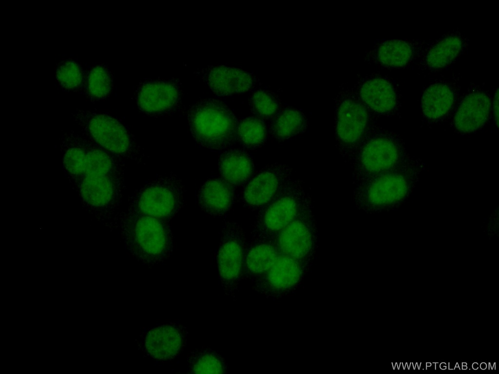 RAD9A Polyclonal antibody