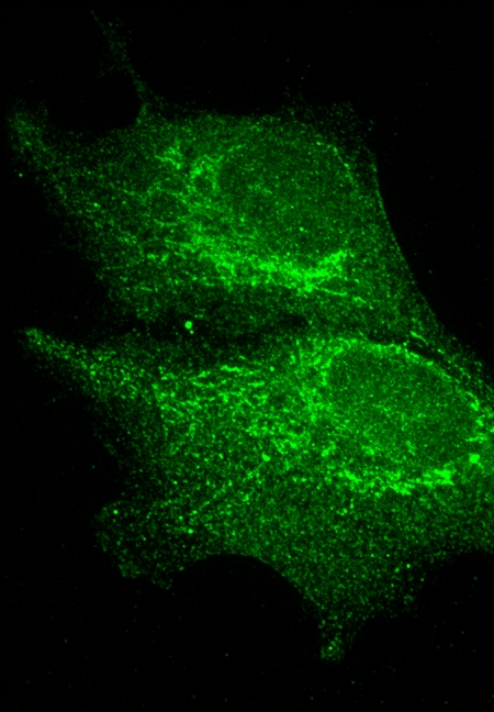 MACF1 Polyclonal antibody