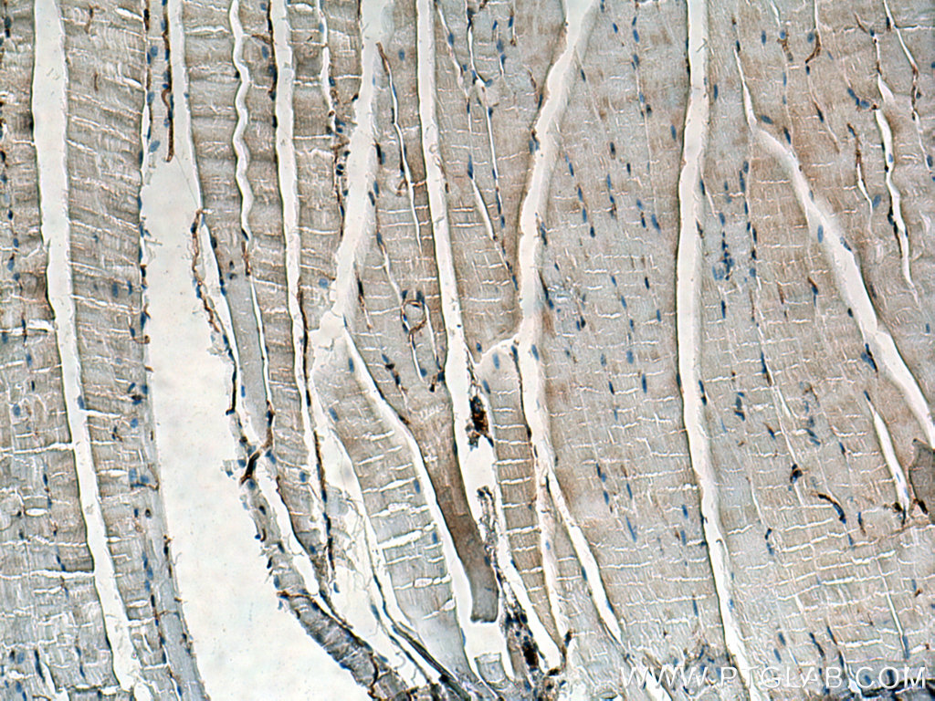 SLC1A4 Polyclonal antibody
