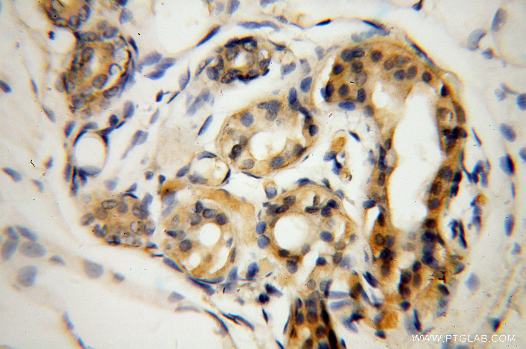 DCT Polyclonal antibody