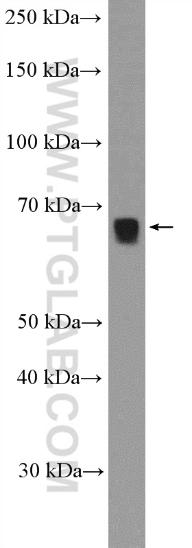 KLF12 Polyclonal antibody