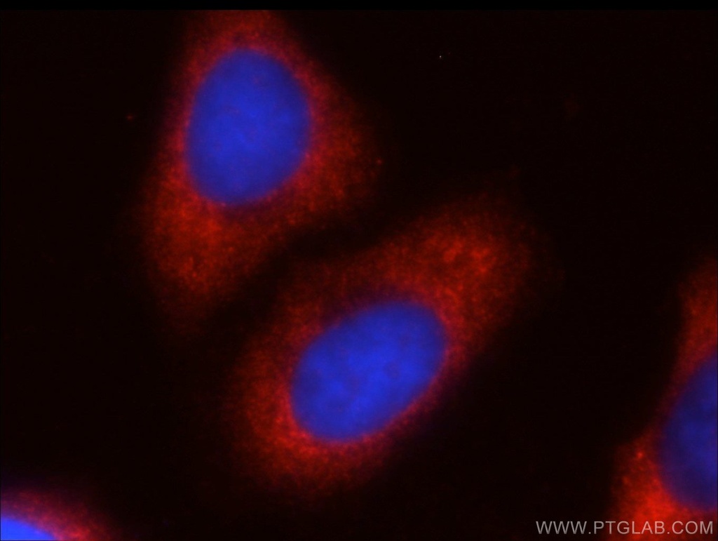 FXR1 Polyclonal antibody