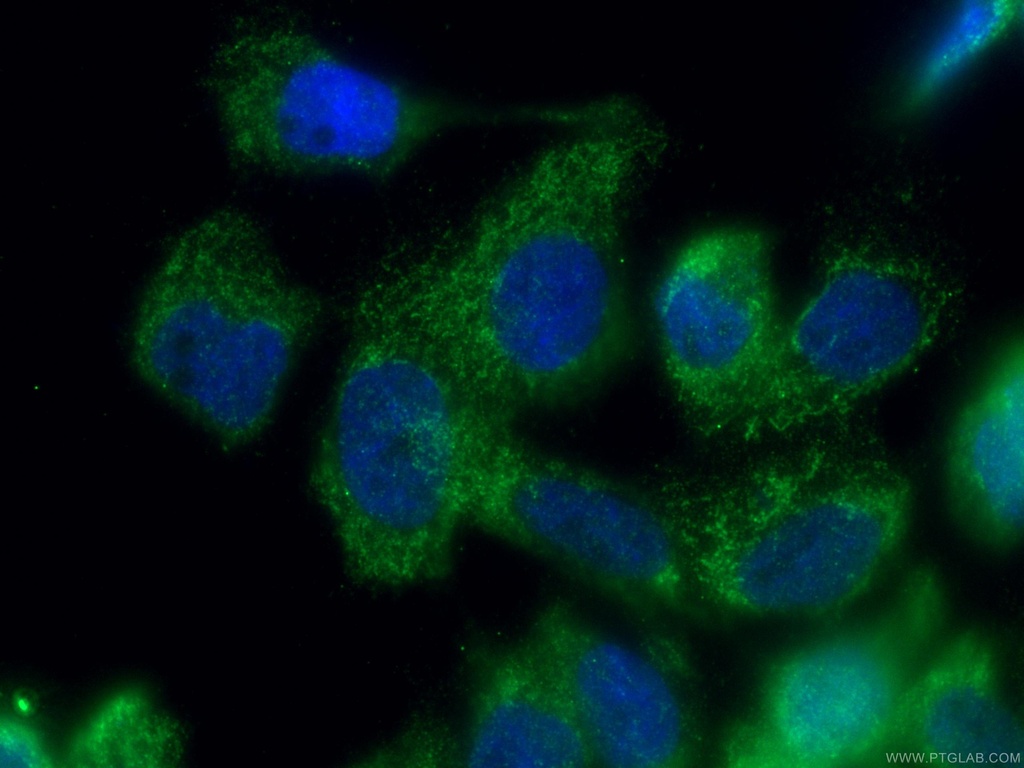 ISCA2 Polyclonal antibody