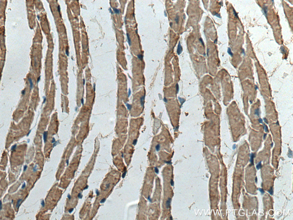 CKMT2 Polyclonal antibody