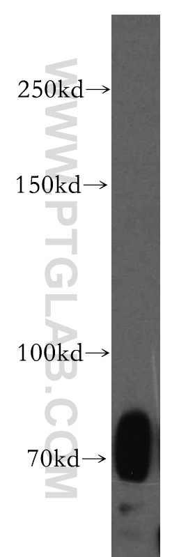 SIGLEC5 Polyclonal antibody
