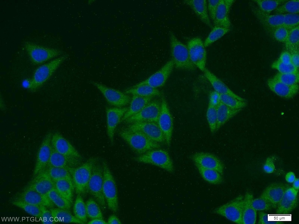 SCRN3 Polyclonal antibody