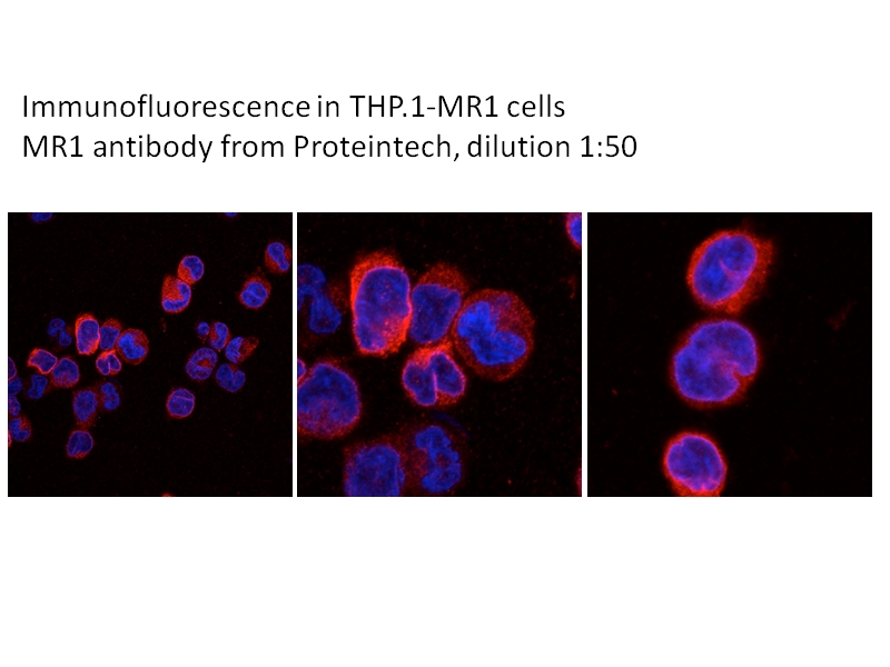 MR1 Polyclonal antibody
