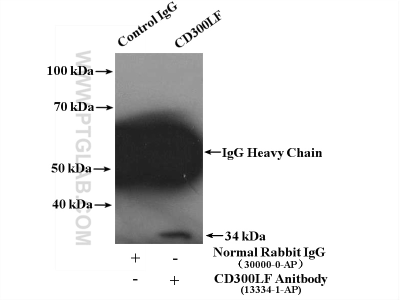 CD300LF Polyclonal antibody