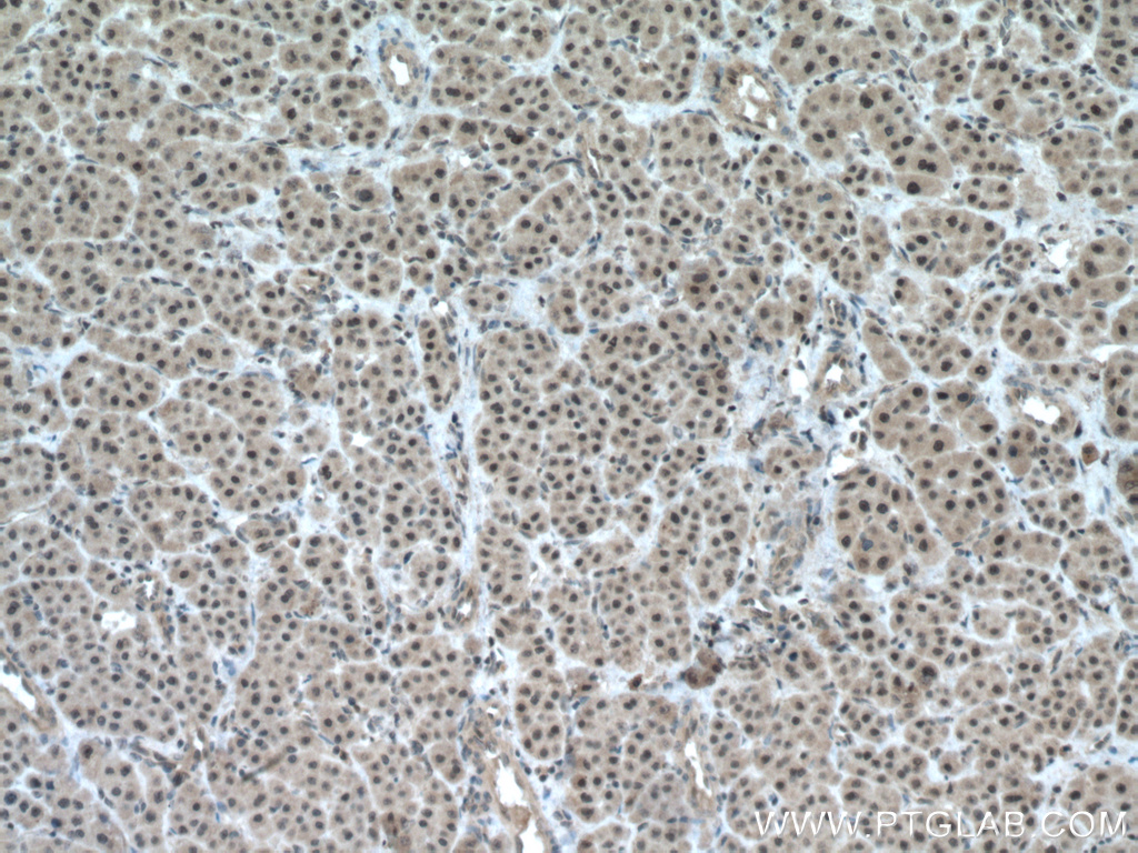 TAF1C Polyclonal antibody