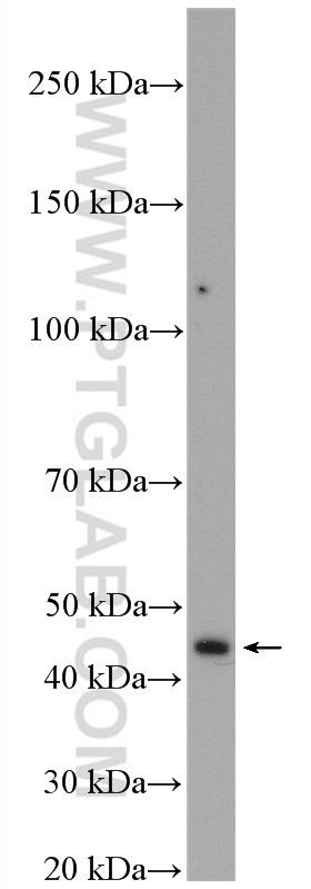 TBRG1 Polyclonal antibody