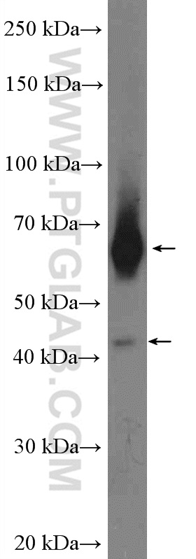 RALGPS1 Polyclonal antibody