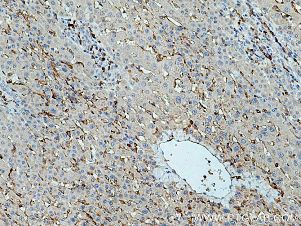 SIGLEC9 Polyclonal antibody