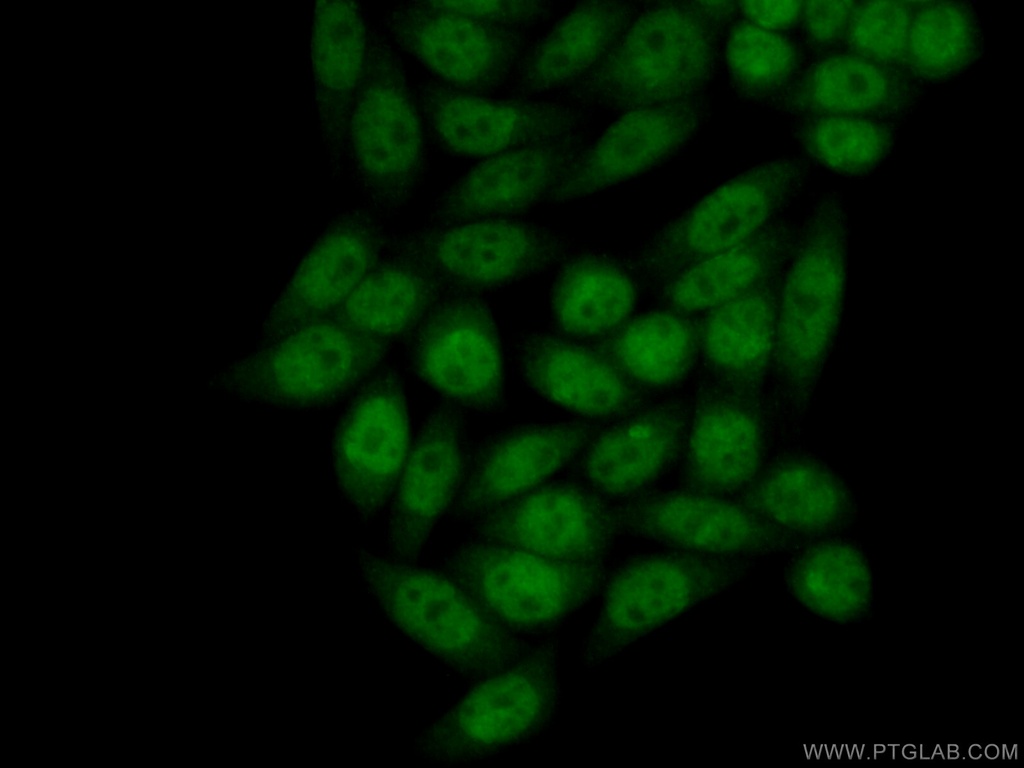 CHD9 Polyclonal antibody